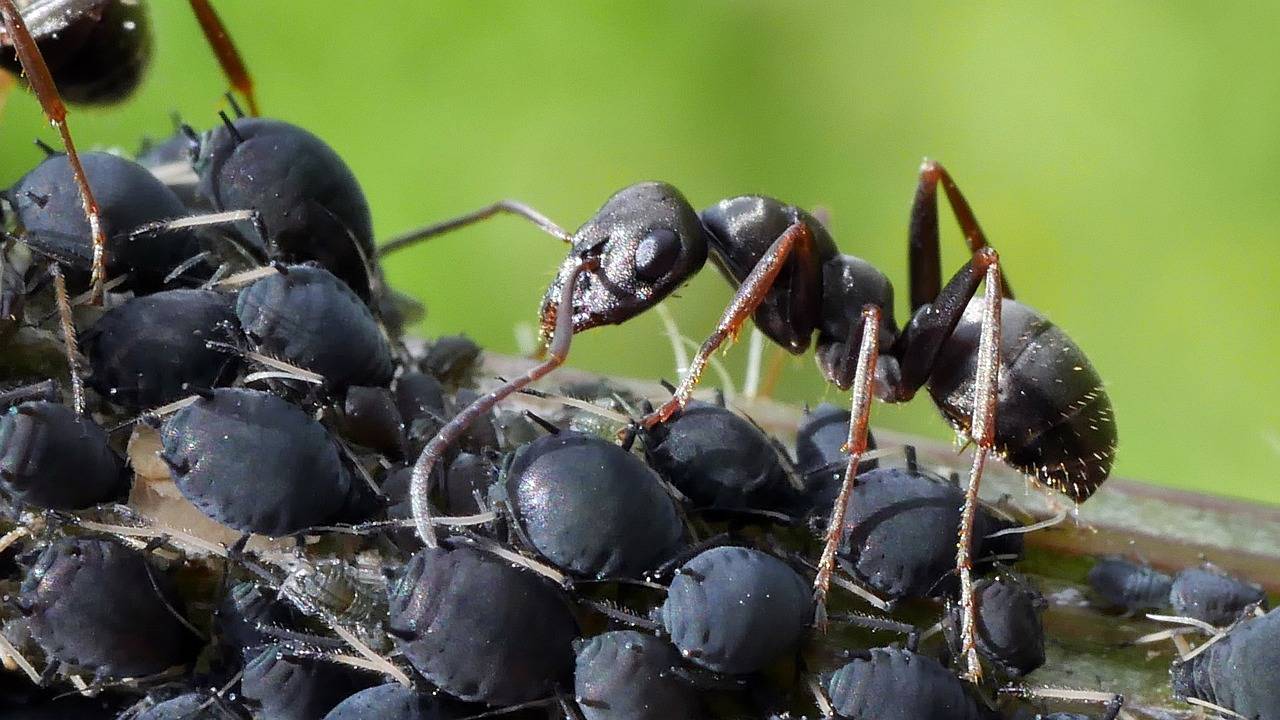 Jak usunąć mszyce z mięty bez szkody dla roślin?